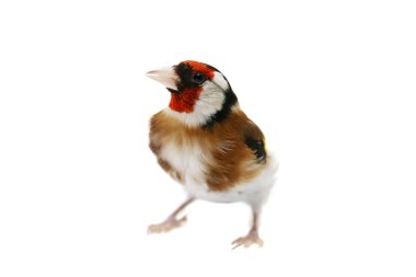 European goldfinch on white clipart