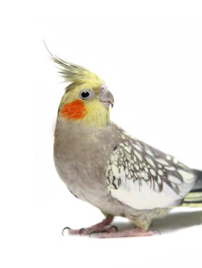 cockatiel muhabbet kuşu 4 yaşında