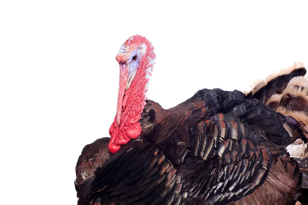 Turkey on white — Stock Photo, Image