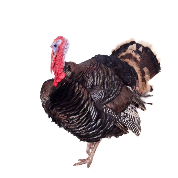 Turkey on white — Stock Photo, Image