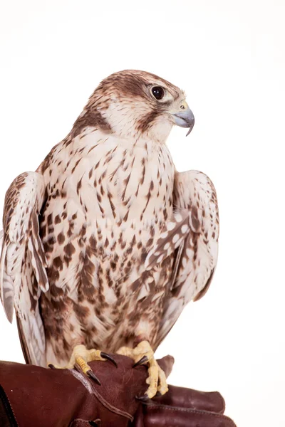 Saker Falcon isolado em branco — Fotografia de Stock