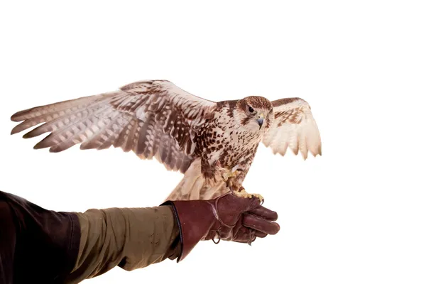 Saker Falcon isolado em branco — Fotografia de Stock