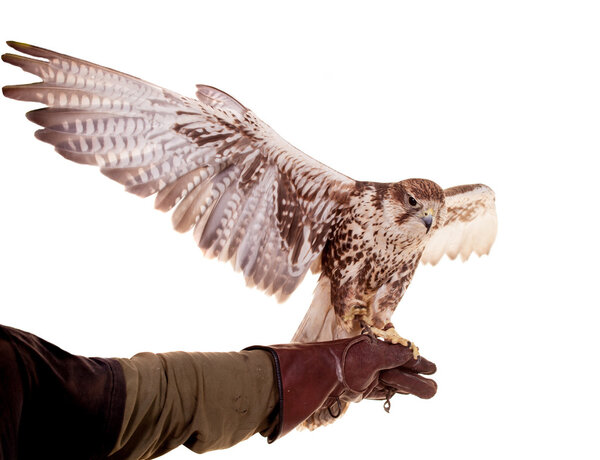 Saker Falcon isolated on white