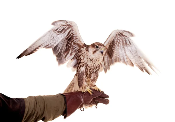 Saker Falcon isolado em branco — Fotografia de Stock