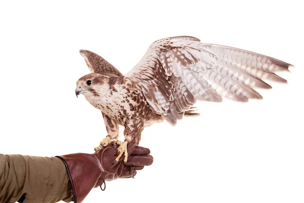 Saker falcon isoliert auf weiß — Stockfoto