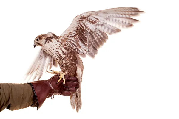 Saker Falcon aislado en blanco — Foto de Stock