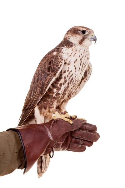 Saker falcon isoliert auf weiß — Stockfoto