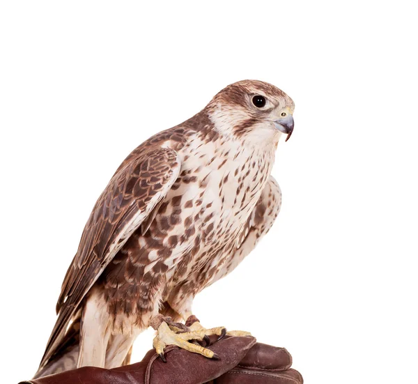 Saker Falcon isolado em branco — Fotografia de Stock