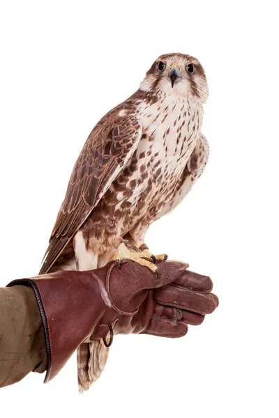 Saker falcon isoliert auf weiß — Stockfoto