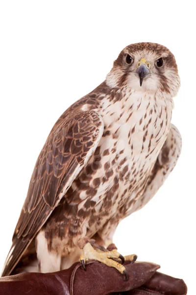 Saker Falcon isolado em branco — Fotografia de Stock