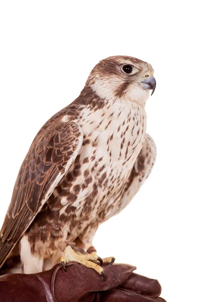 Saker Falcon aislado en blanco — Foto de Stock
