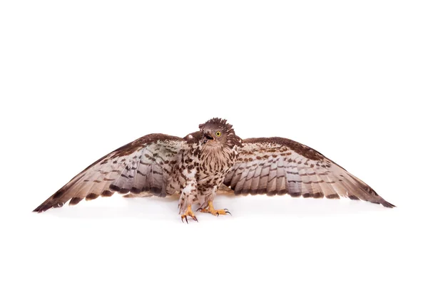 European Honey Buzzard on white — Stock Photo, Image