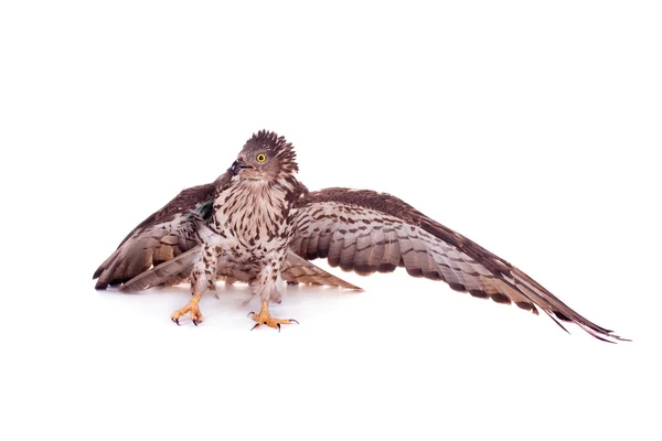 European Honey Buzzard on white — Stock Photo, Image