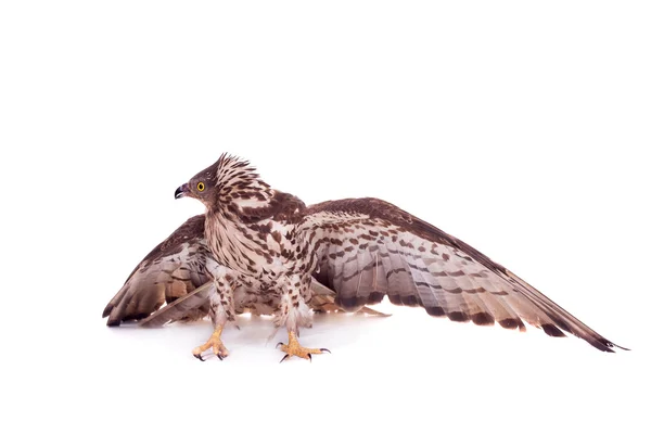 European Honey Buzzard on white — Stock Photo, Image