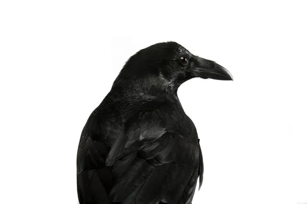Corvo comum isolado no branco — Fotografia de Stock