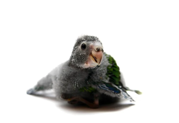 Red-fronted Kakariki parakeet baby on white — Stock Photo, Image