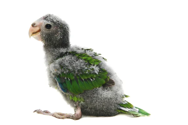 Red-fronted Kakariki parakeet baby on white — Stock Photo, Image