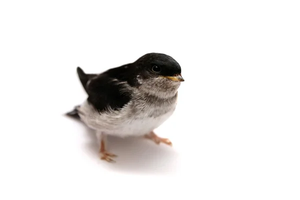 Sand Martin swallow on white — Stock Photo, Image