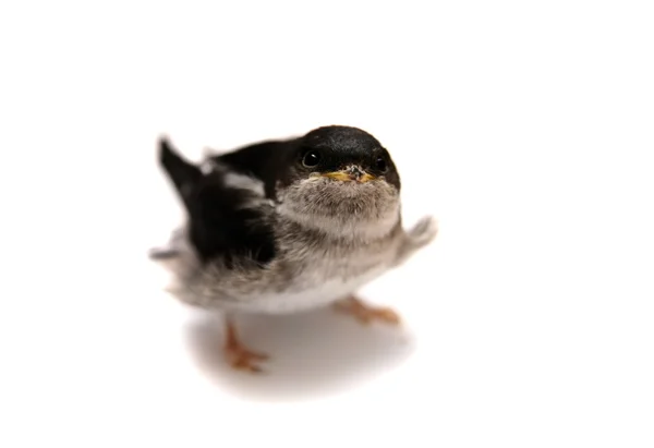 Sandmartinschlucken auf weiß — Stockfoto