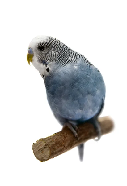 Budgie 4 years old on white — Stock Photo, Image