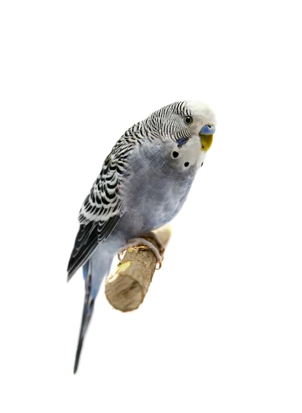 Budgie 4 år gammel på hvid - Stock-foto