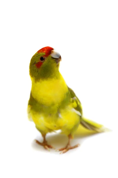 Red-fronted Kakariki parakeet isolated on white — Stock Photo, Image