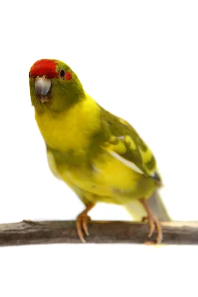 Parakeet Kakariki de frente vermelha isolado em branco — Fotografia de Stock