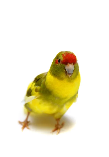 Red-fronted Kakariki parakeet isolated on white — Stock Photo, Image