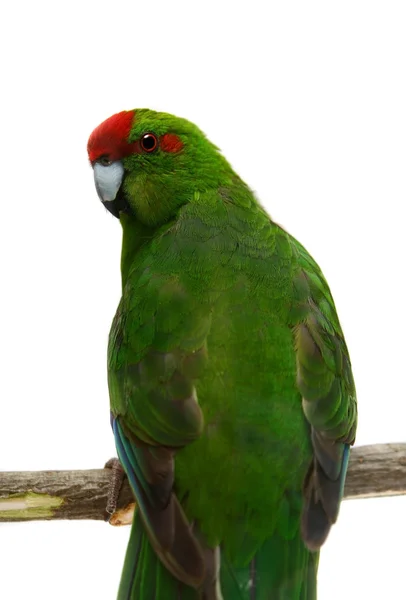 Periquito Kakariki de frente roja sobre blanco — Foto de Stock