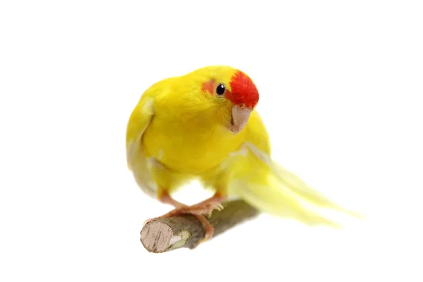 Vöröshomlokú kakariki papagáj, fehér — Stock Fotó