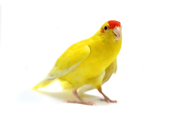 Parakeet Kakariki de frente vermelha em branco — Fotografia de Stock