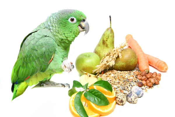 stock image Mealy Amazon parrot eating on white