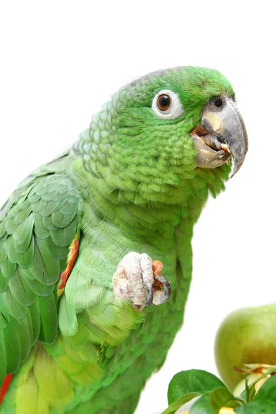 Mealy Amazon parrot eating on white — Stock Photo, Image