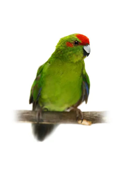 Red-fronted Kakariki parakeet on white — Stock Photo, Image