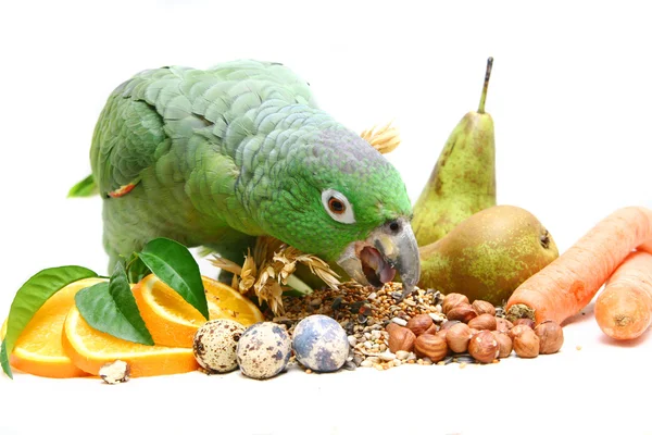Eszik a fehér Lisztes Amazon-papagáj — Stock Fotó