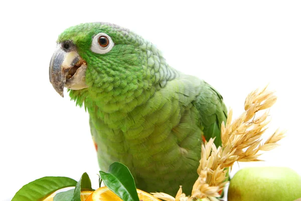 Mealy Amazon parrot eating on white — Stock Photo, Image