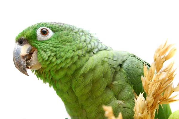 Pappagallo amazzone farinoso mangiare su bianco — Foto Stock