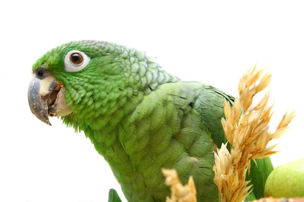 Amazone farineuse perroquet manger sur blanc — Photo
