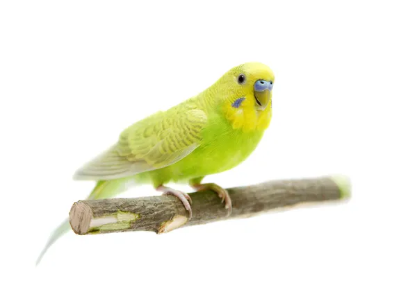 Budgie fêmea em branco — Fotografia de Stock