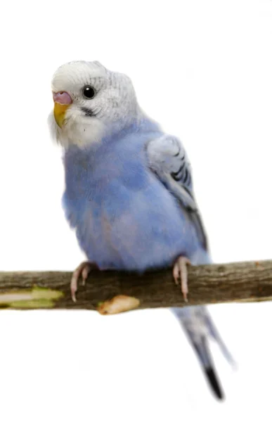 Budgie 1,5 mounths on white — Stock Photo, Image