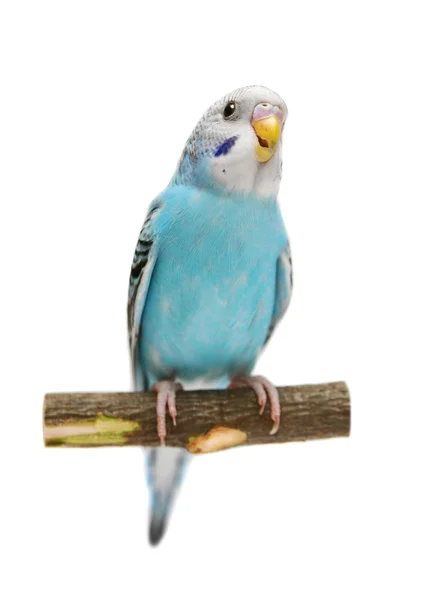 Budgie 1,5 mounths op wit — Stockfoto