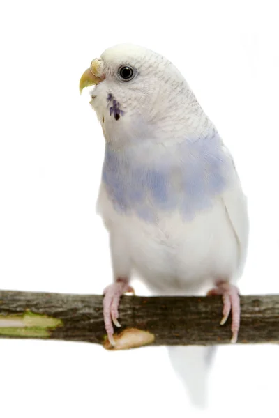 Budgie 1,5 montagens em branco — Fotografia de Stock