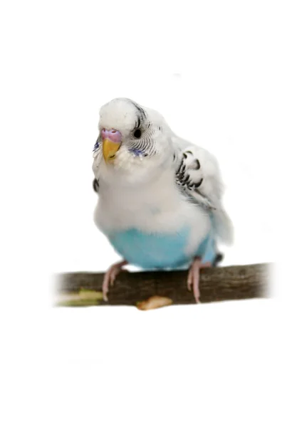 Budgie 1,5 mounths on white — Stock Photo, Image