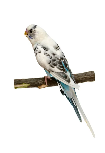 1，5 的鹦鹉鸟口衔绶带上白 — 图库照片
