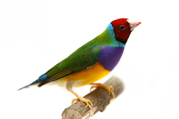 Gouldian Finch on white background — Stock Photo, Image