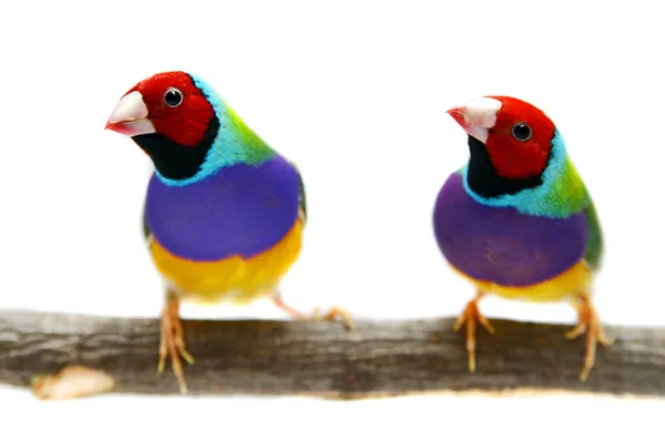 흰색 배경에 gouldian 피리 새 류