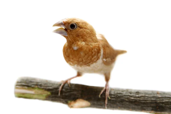 Bengaalse munia, lonchura striata — Stockfoto