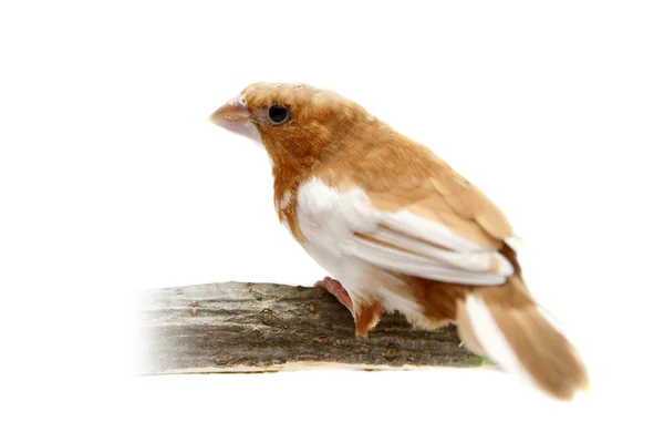 Munia-rumped branco, estriata Lonchura — Fotografia de Stock