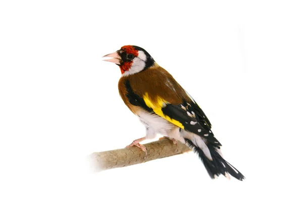 Goldfinch europeu em branco — Fotografia de Stock