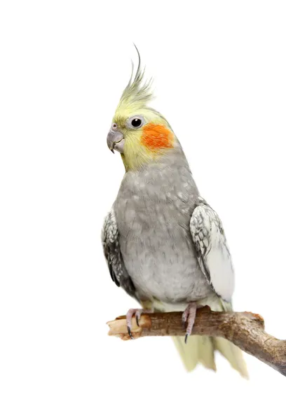 Cockatiel muhabbet kuşu 4 yaşında — Stok fotoğraf